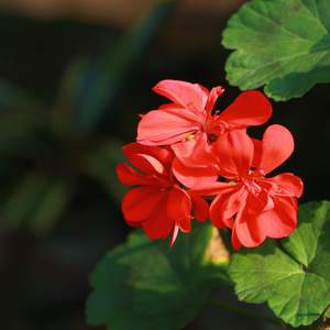 一本到中文无码AV在线精品
